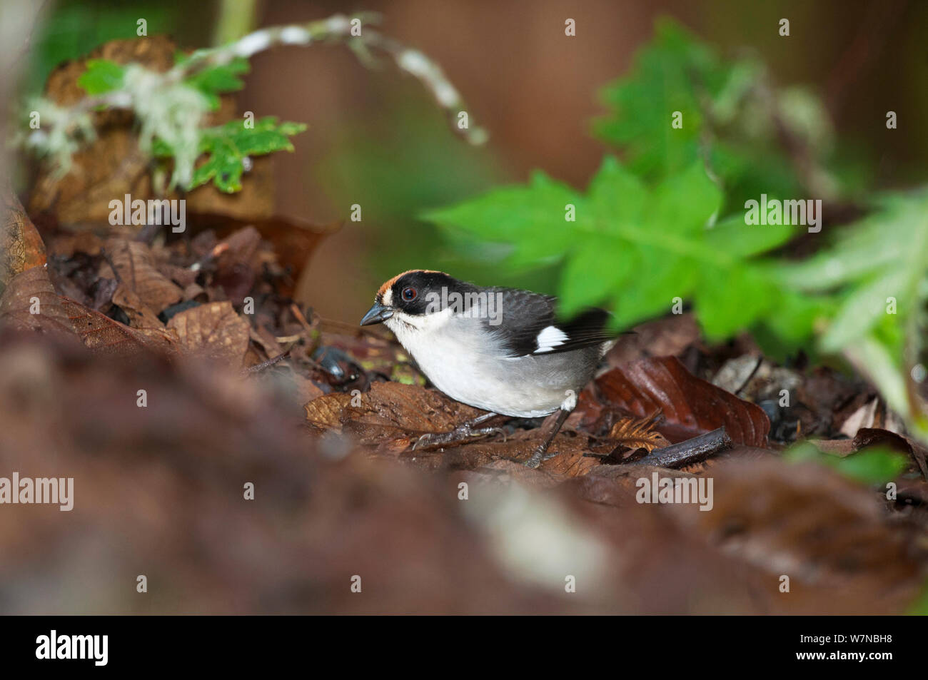 White winged Bürste Finch (Atlapetes leucopterus) Bellavista Nebelwald private Reserve, 1700 m Höhe, tandayapa Tal, andinen Nebelwald, Westhang, tropischen Anden, Ecuador Stockfoto