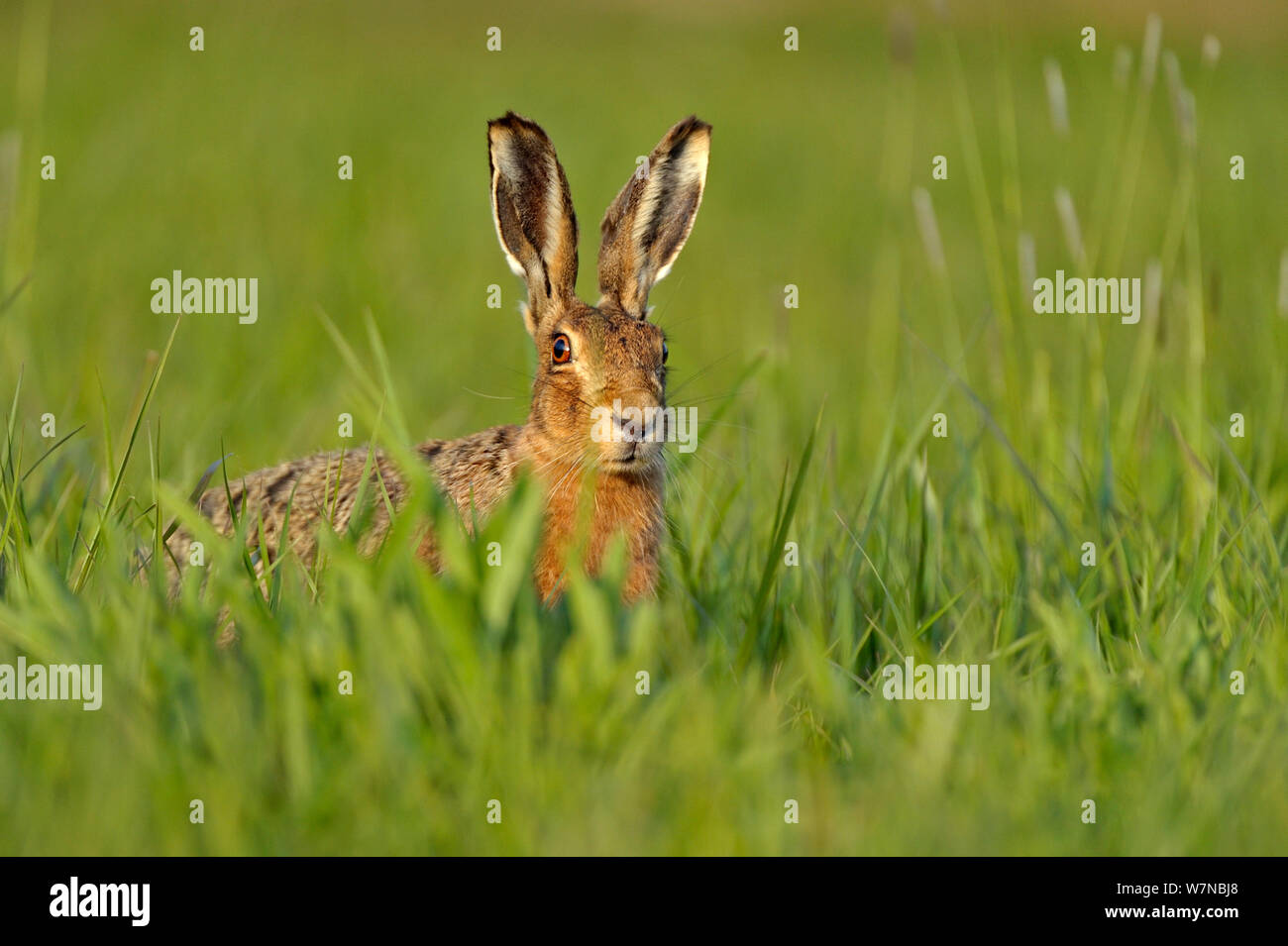 Europäische hare (Lepus europaeus) im Feld, UK, April Stockfoto