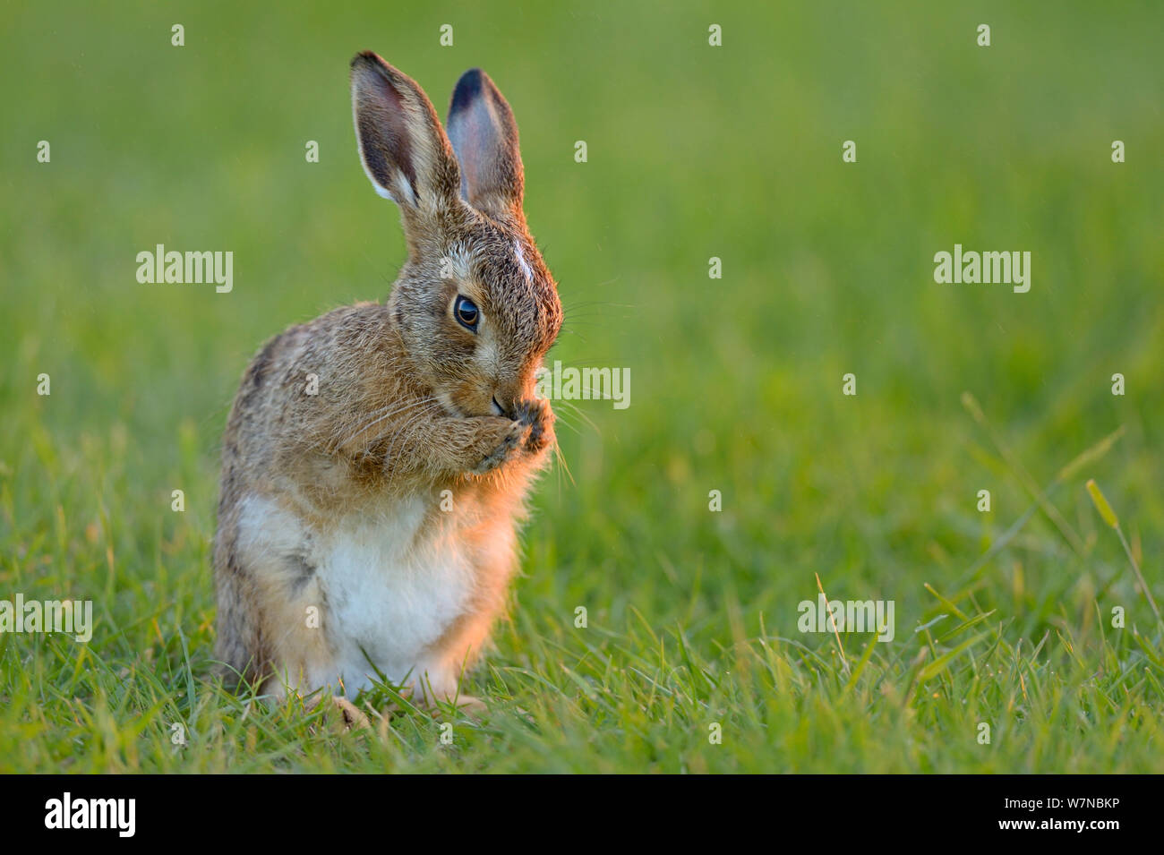 Europäische hare (Lepus europaeus) leveret Reinigung, UK, Juni Stockfoto