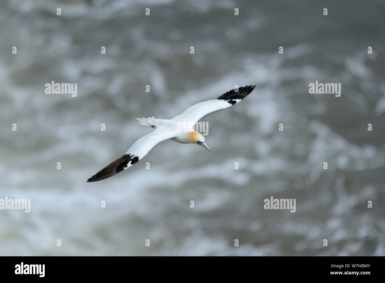 Northern Gannet (Morus bassanus) über Meer fliegen, Bempton Cliffs, Großbritannien, Juli Stockfoto