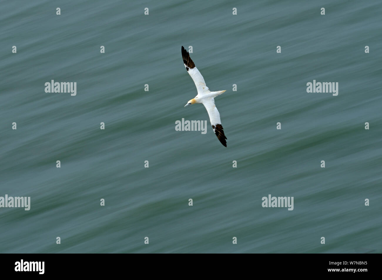 Northern Gannet (Morus bassanus) über Meer fliegen, Bempton Cliffs, Großbritannien, Juli Stockfoto