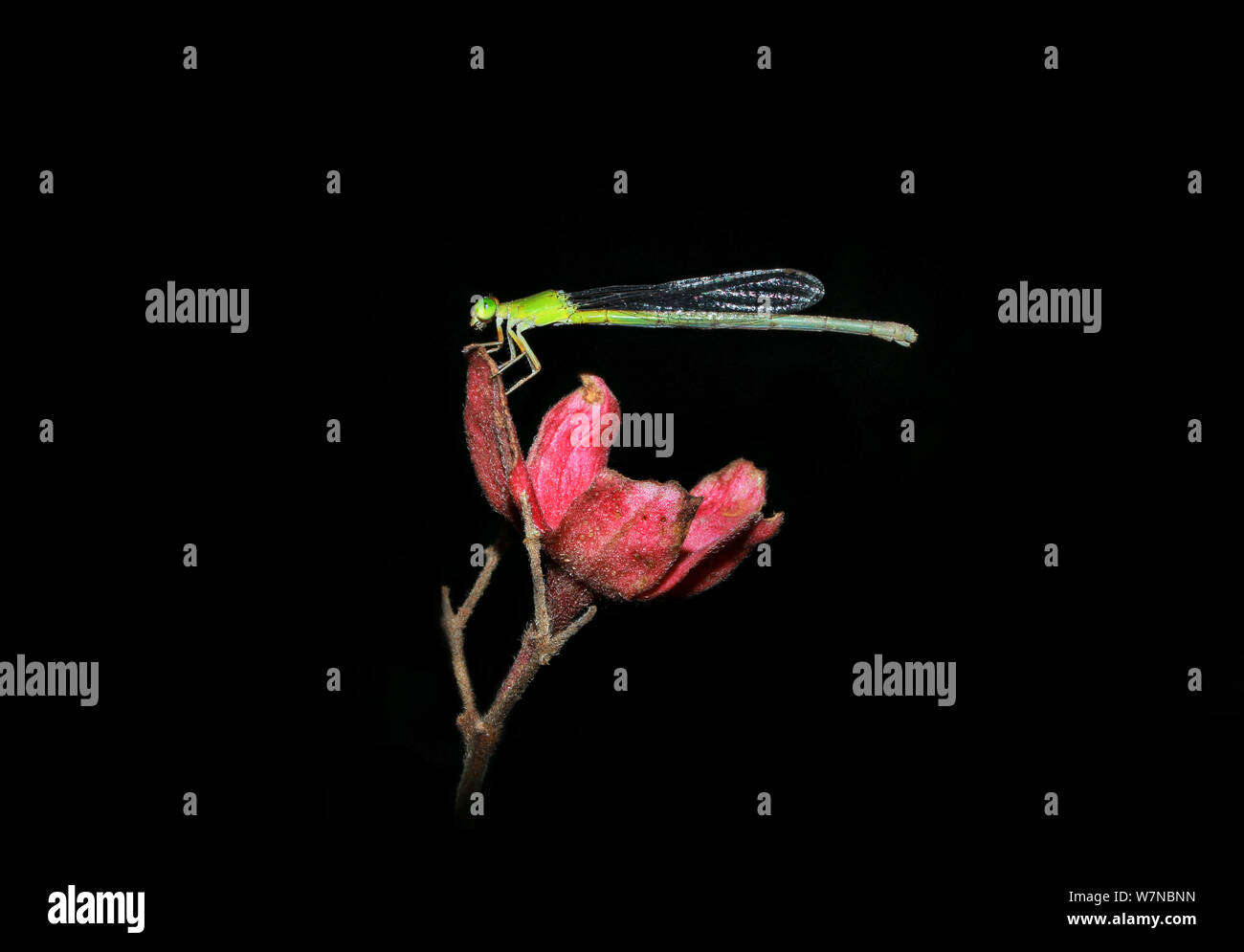 Net-in Nacht winged Stockfoto