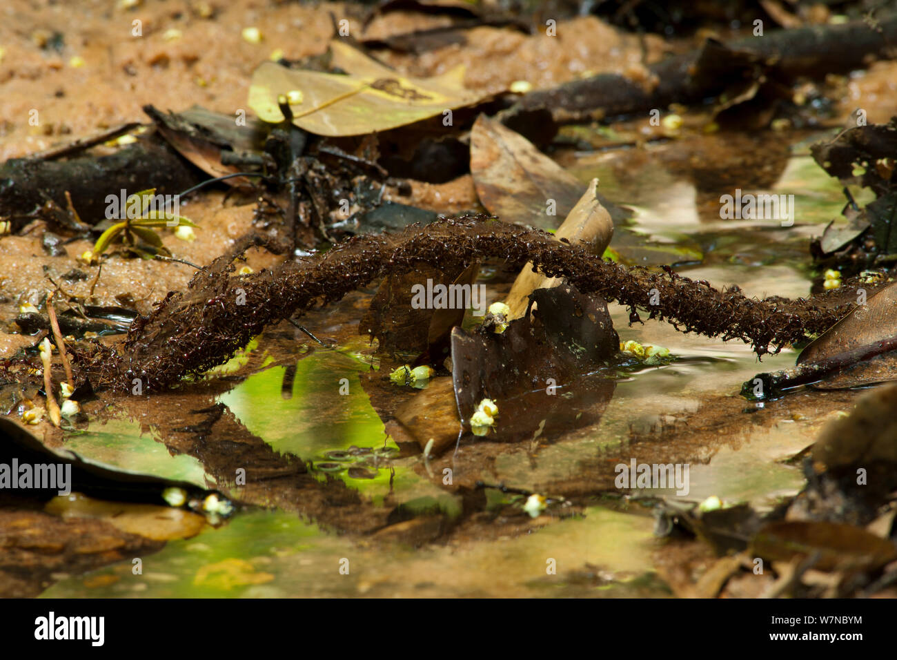 Armee Ant (Dorylus sp) Streifzüge Spalte Kreuzung ein Zweig über Wasser, stark von Soldaten Ameisen verteidigt. Bai Hokou, Dzanga-Ndoki-Nationalpark, Zentralafrikanische Republik. Stockfoto