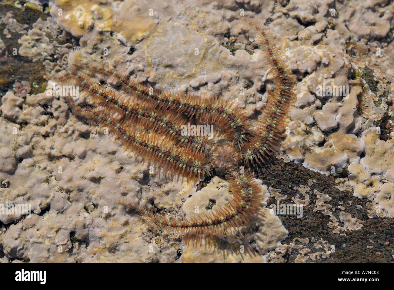 Gemeinsame spröde Stern (Ophiothrix fragilis) über Stock Der rockpool verkrustete mit roten Algen (Lithothamnion sp.), in der Nähe von Falmouth, Cornwall, UK, August. Stockfoto