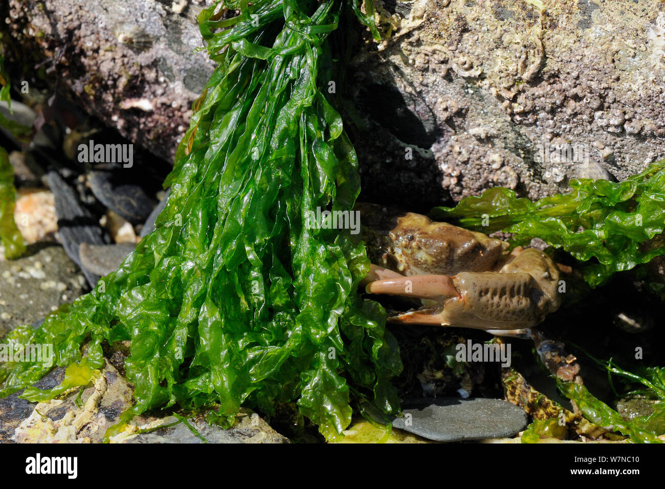 Der Montagu/zerfurcht Crab (Lophozozymus Xantho incisus/hydrophilus) versteckt sich hinter grünen Algen, in der Nähe von Falmouth, Cornwall, UK, August. Stockfoto