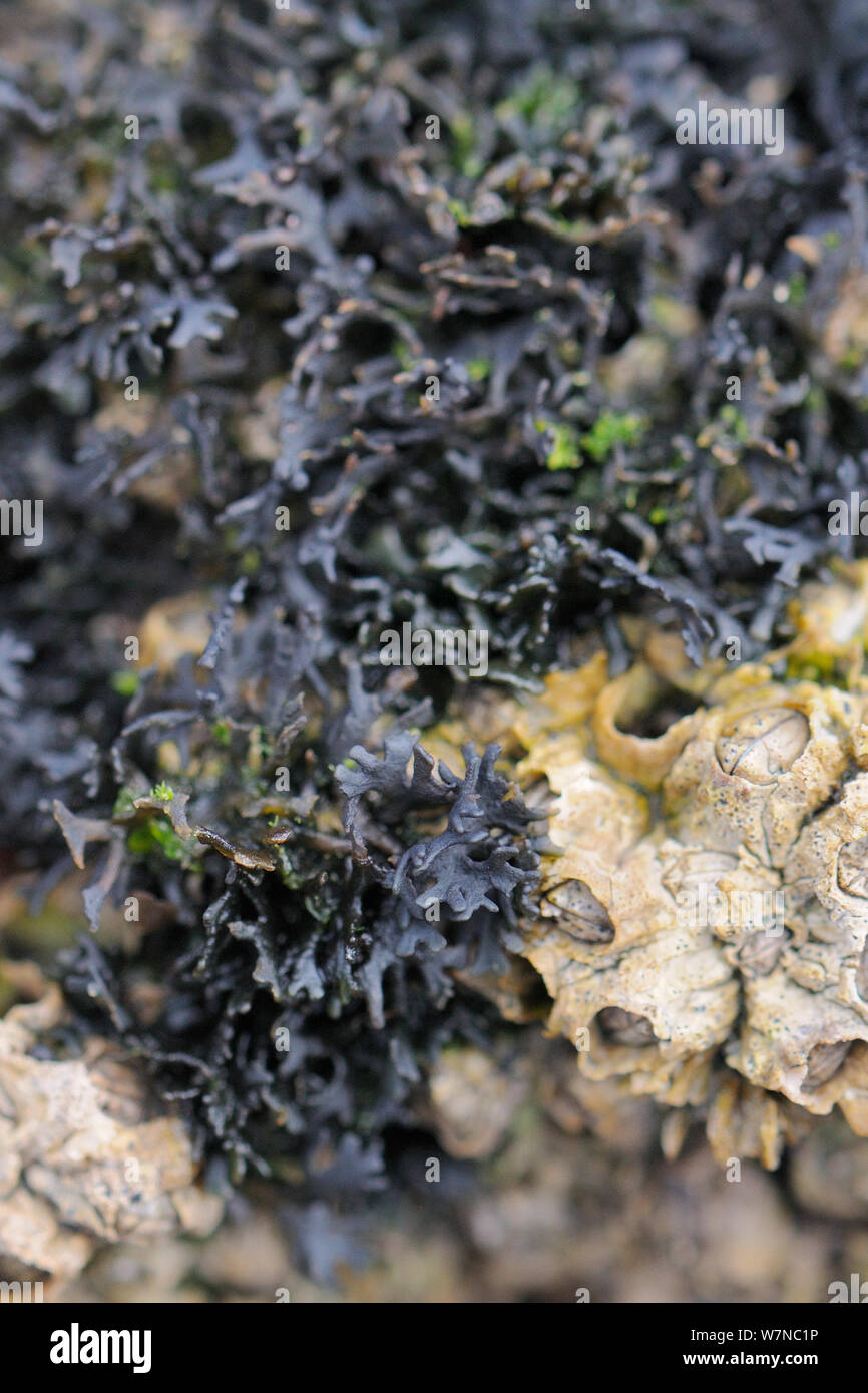 Schwarz Flechten (Lichina pygmaea) zunehmend auf den Felsen neben dem Montagu stellate Seepocken (Chthamalaus montagui) hoch am Ufer, Wembury, Devon, UK, August. Stockfoto