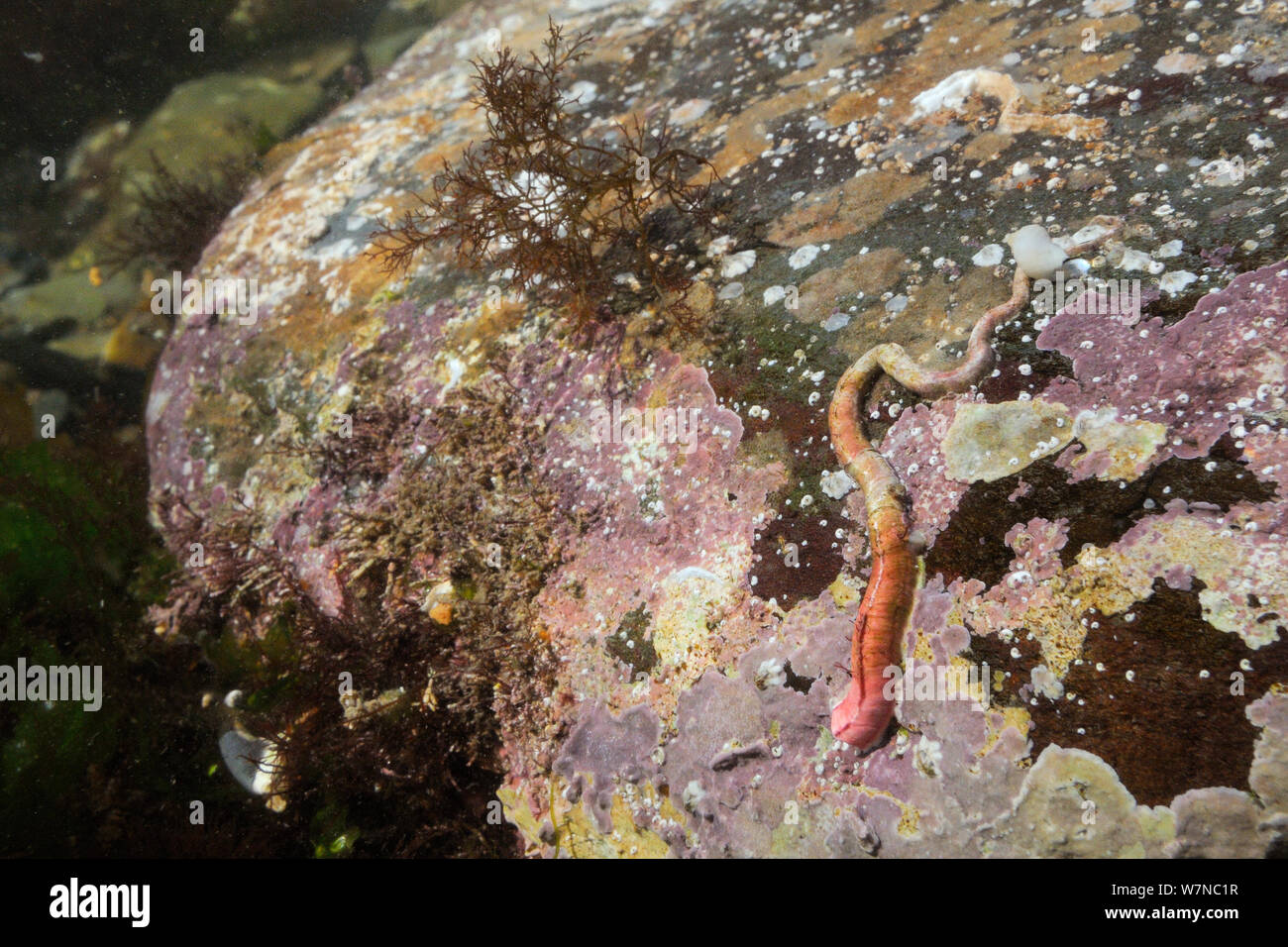 Rotes Rohr worm (Serpula vermicularis) eingetaucht Rock verbunden mit Patches von Inkrustierende rote Algen niedrig am Ufer, in der Nähe von Falmouth, Cornwall, UK, August. Stockfoto