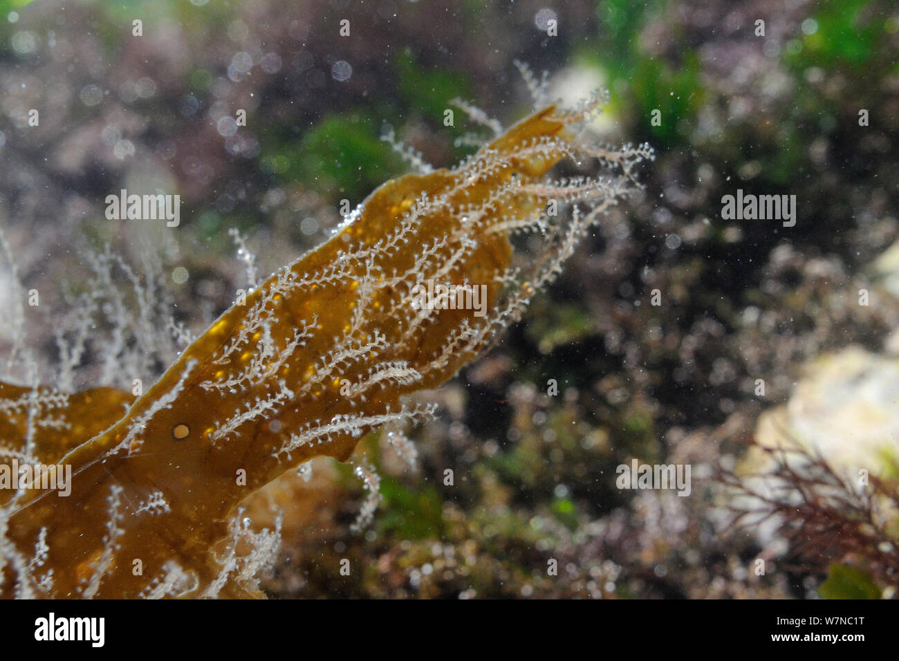 Hydroid Kolonien (Obelia geniculata) Cuvie kelp Wedel beigefügt (Laminaria hyperborea) Gerade unter niedrigen Wasserstand, Wembury, Devon, UK, August. Stockfoto