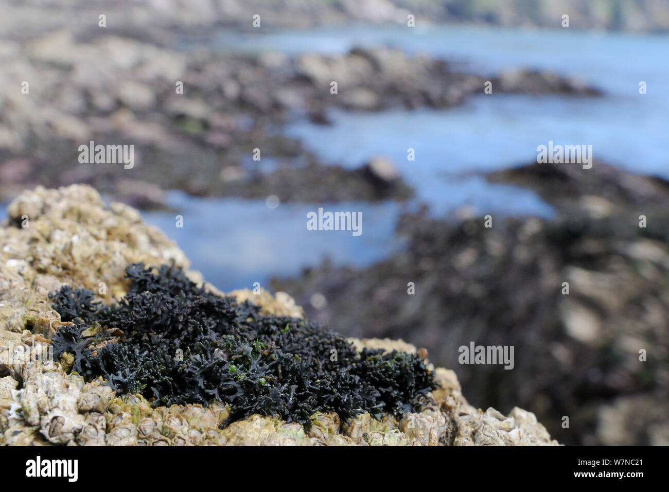 Schwarz Flechten (Lichina pygmaea) zunehmend auf den Felsen neben dem Montagu stellate Seepocken (Chthamalaus montagui) hoch am Ufer, Wembury, Devon, UK, August. Stockfoto