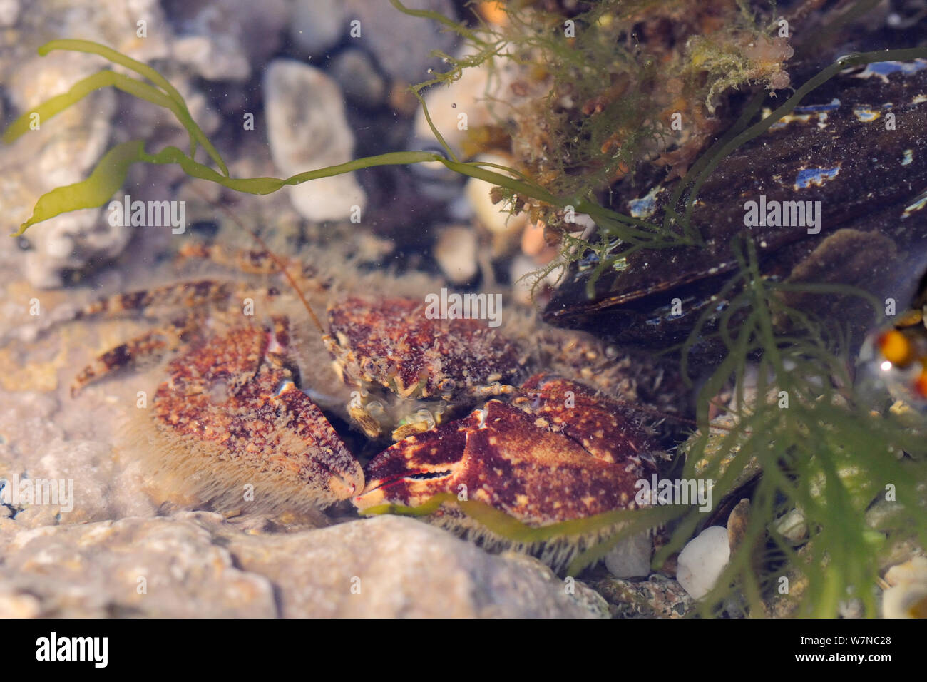 Breite - kratzte Porzellan Krabben (Porcellana platycheles) versteckt in einem rockpool unter Miesmuscheln (Mytilus edulis) und Gutweed (Ulva/Enteromorpha intestinalis), in der Nähe von Falmouth, Cornwall, UK, August. Stockfoto