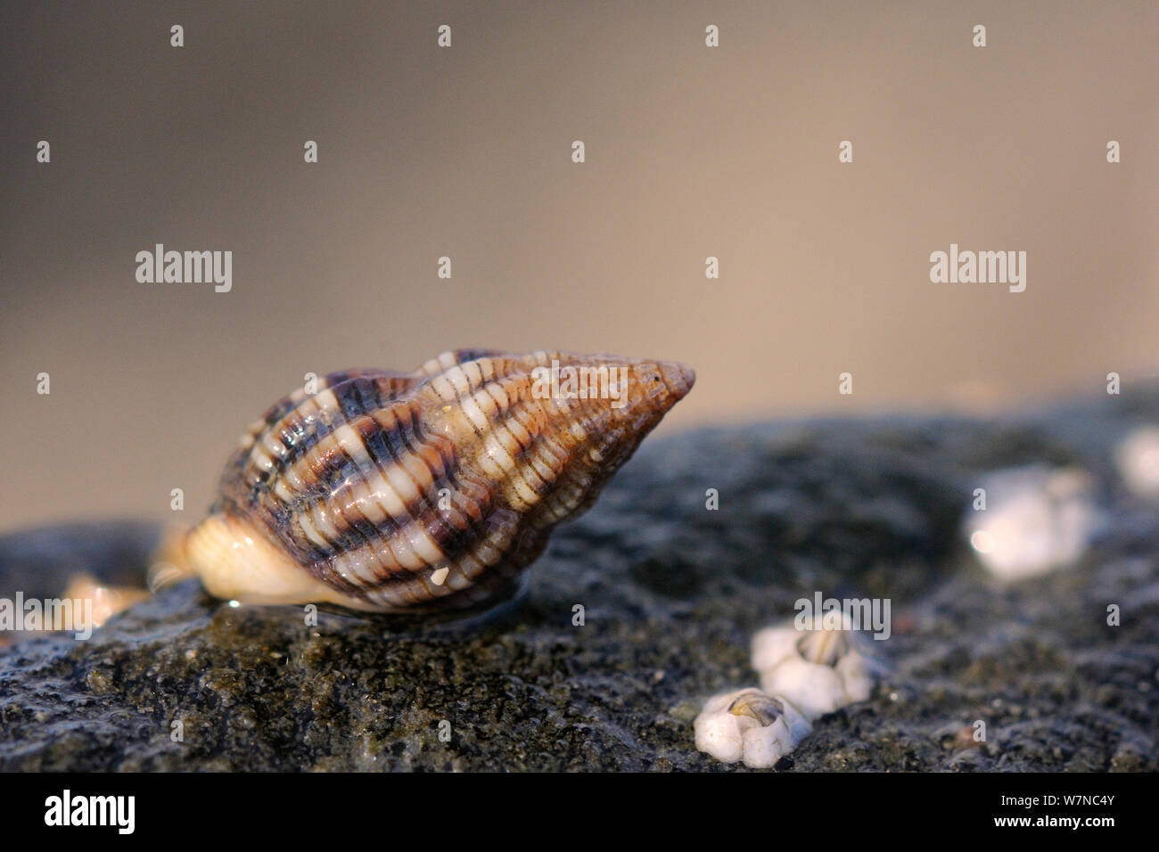 Dicke Lippen Hund wellhornschnecken (Nassarius incrassatus) auf einer niedrigen Spring Tide ausgesetzt, in der Nähe von Falmouth, Cornwall, UK, August. Stockfoto