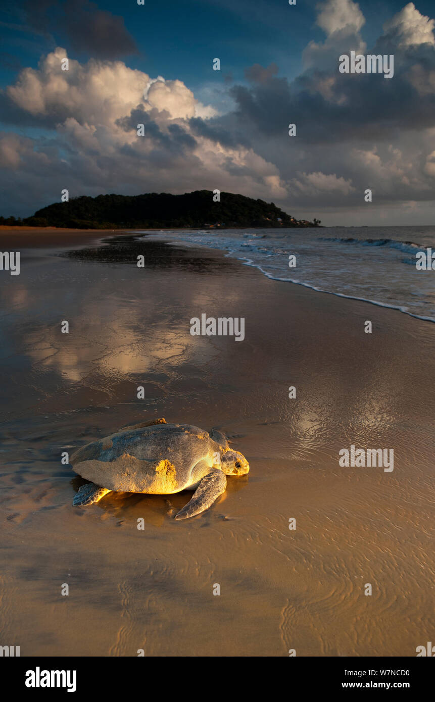 Olive/Pazifik Ridley Turtle (Lepidochelys olivacea) Rückkehr zum Meer nach Eier zu legen. Cayenne, Französisch-Guayana, Juli. Stockfoto