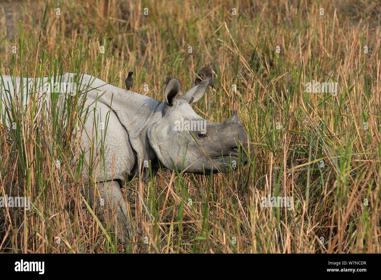 Indische Nashorn (Rhinoceros unicornis) Kaziranga National Park, Assam, Indien Stockfoto