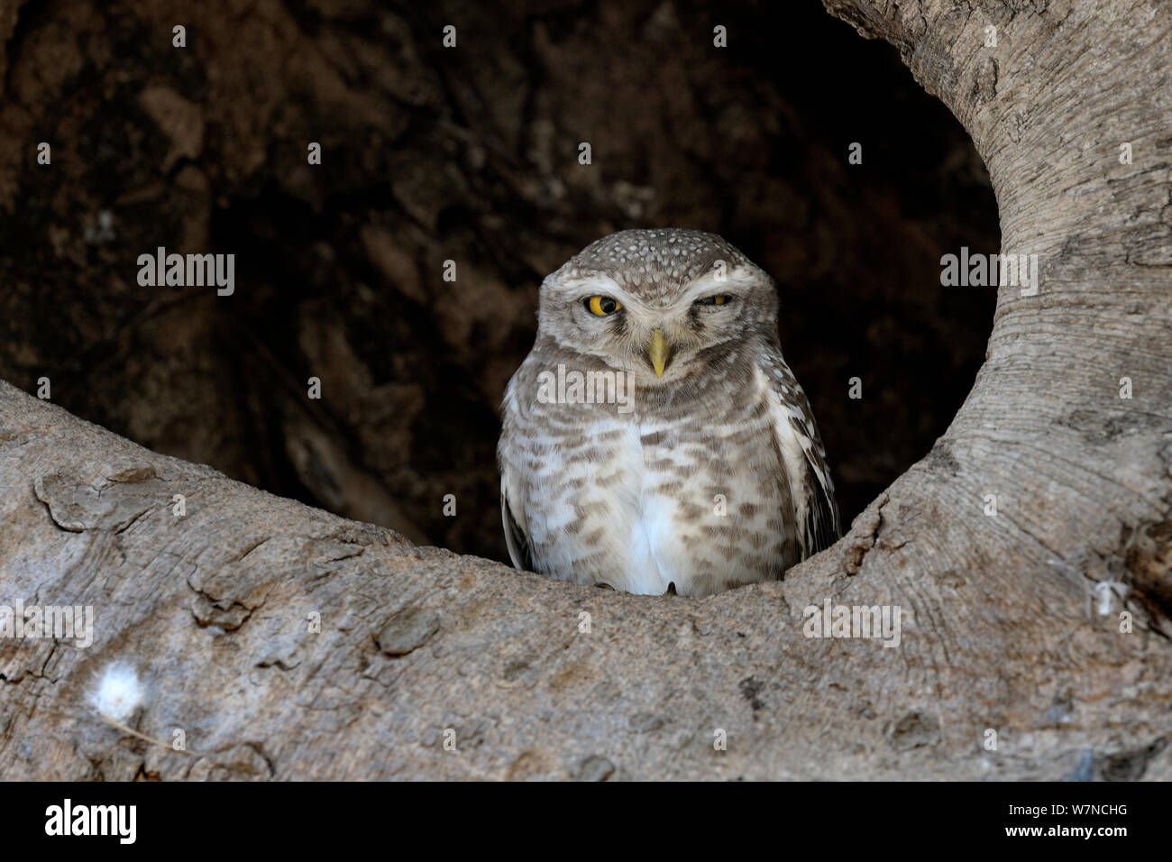 Gefleckte owlet (Athene brama) sitzen im Baum, Indien, März Stockfoto