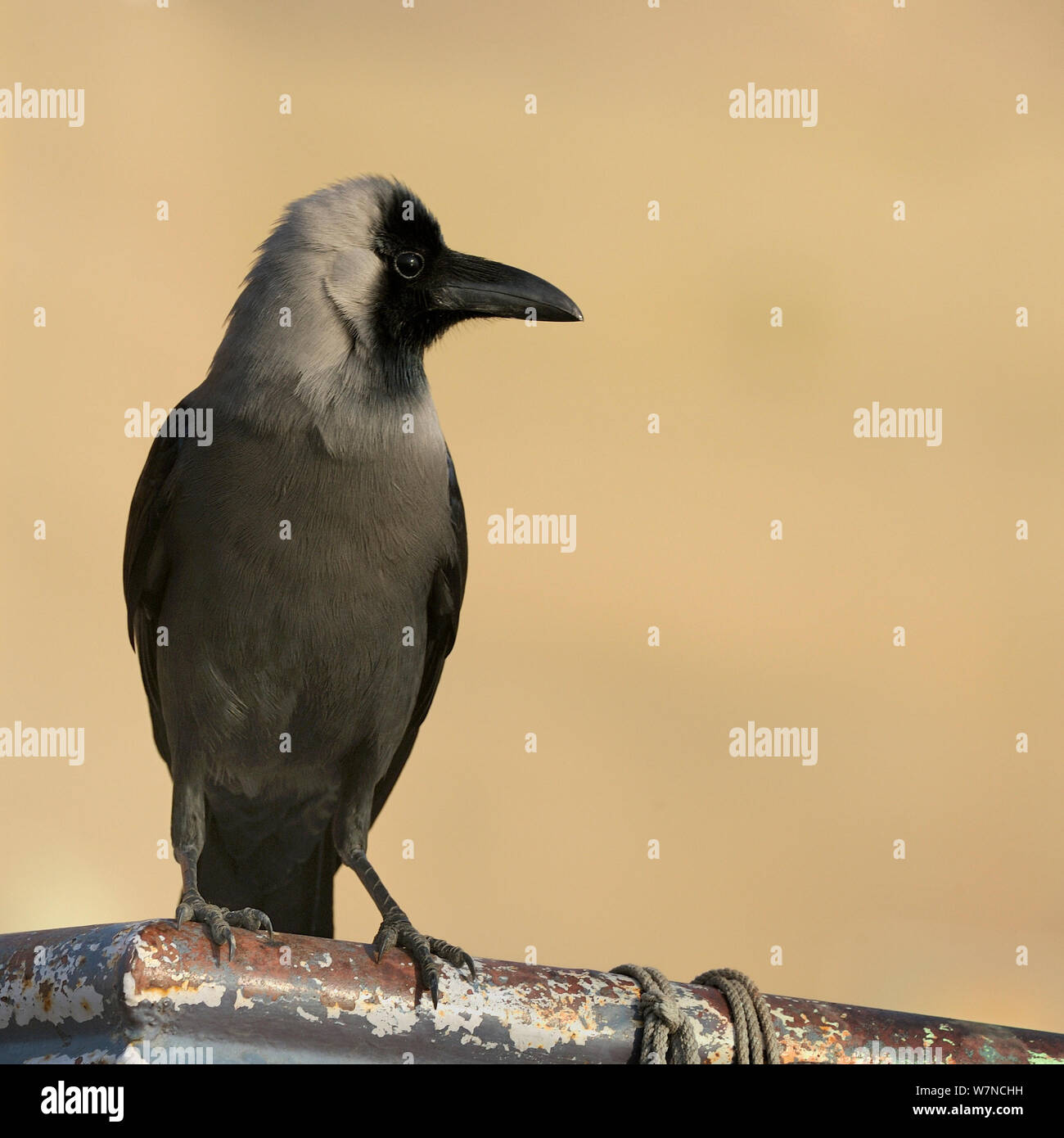 Haus Krähen (Corvus splendens) Porträt, Varanasi, Indien, Februar Stockfoto