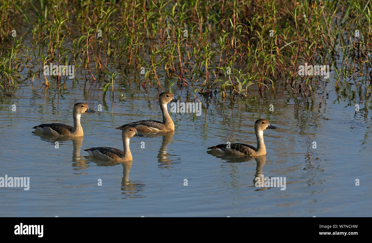 Indische pfeifen Enten (dendrocygna Javanica) Gruppe auf dem Wasser, Indien, März Stockfoto