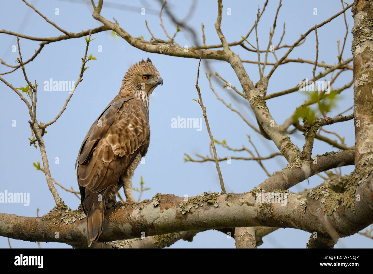 Crested/Wechselbare hawk Eagle (Spizaetus/Nisaetus cirrhatus) Kaziranga National Park, Assam, Indien Stockfoto