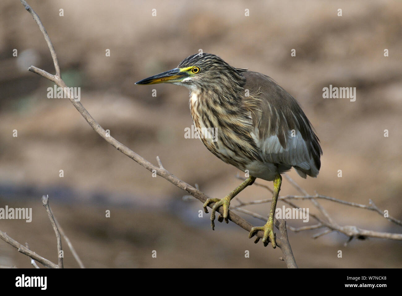 Teich Heron (Ardeola grayii) Ranthambhore Nationalpark, Rajasthan, Indien, März Stockfoto