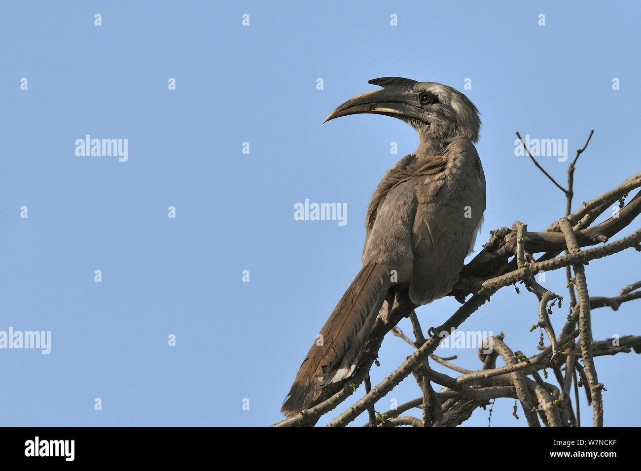 Indische grau Nashornvogel (Ocyceros birostris) Keoladeo Ghana National Park, Bharatpur, Rajasthan, Indien, März Stockfoto