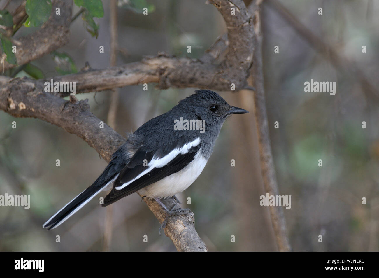 Orientalische magpie Robin (Copsychus saularis) Keoladeo Ghana National Park, Bharatpur, Rajasthan, Indien, März Stockfoto