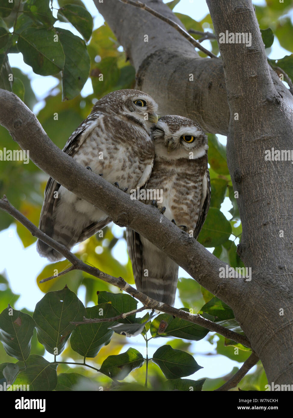 Bezeichnung entdeckt (Athene brama) zwei im Baum kauerte, Keoladeo Ghana National Park, Bharatpur, Rajasthan, Indien, März Stockfoto