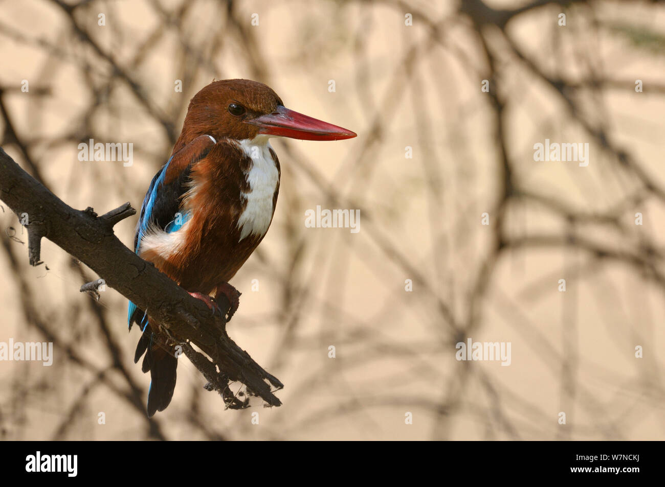 Weiße Breasted Kingfisher (Halcyon smymensis) Keoladeo Ghana National Park, Bharatpur, Rajasthan, Indien, März Stockfoto