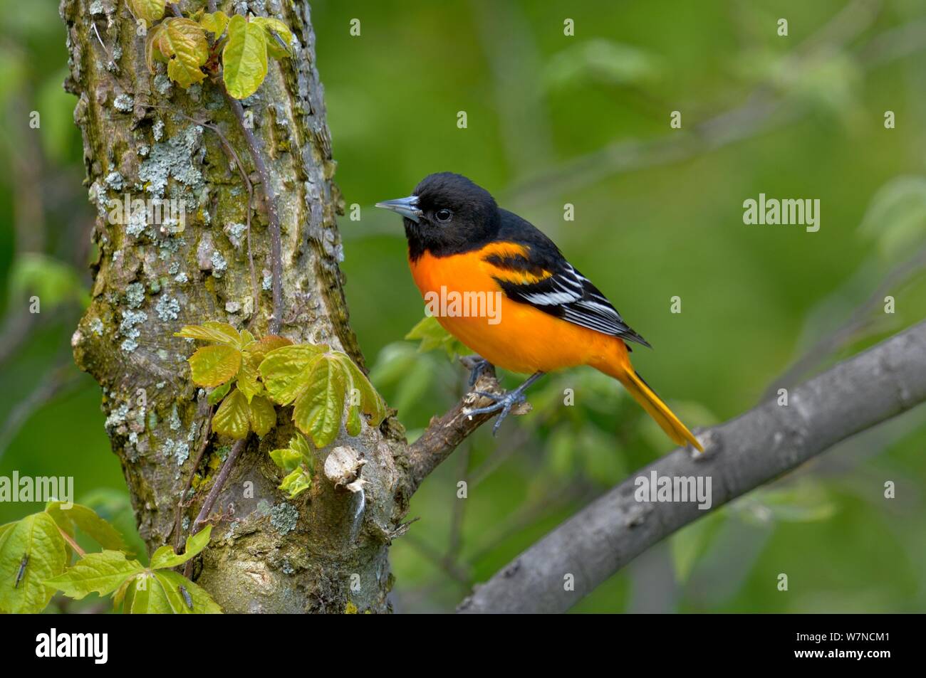 Nord-/Baltimore Oriole (Icterus galbula) männlich, Pointe Pelée, Ontario, Kanada, kann Stockfoto