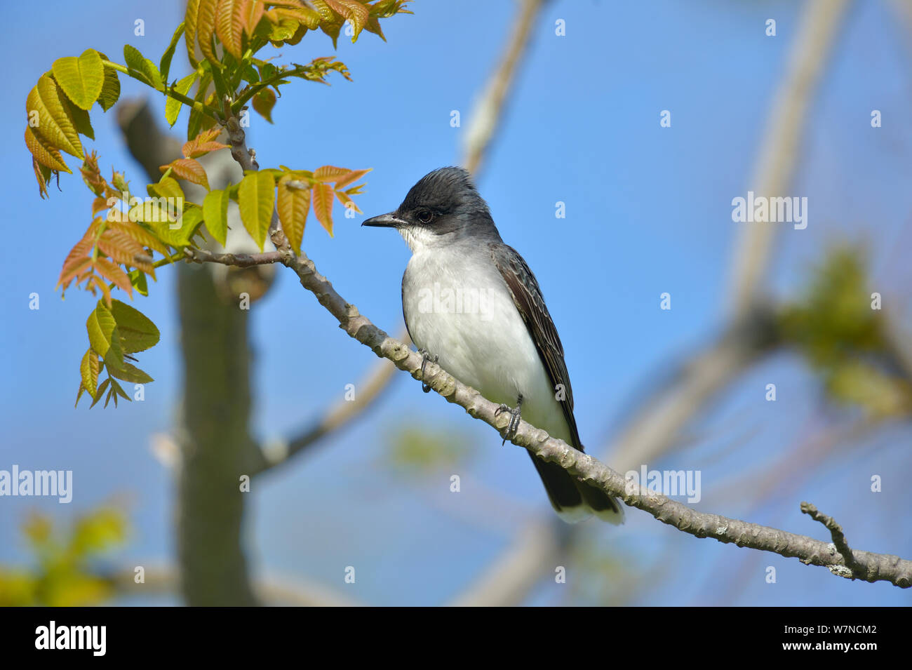Eastern kingbird (Tyrannus tyrannus) Pointe Nepean, Ontario, Kanada, kann Stockfoto