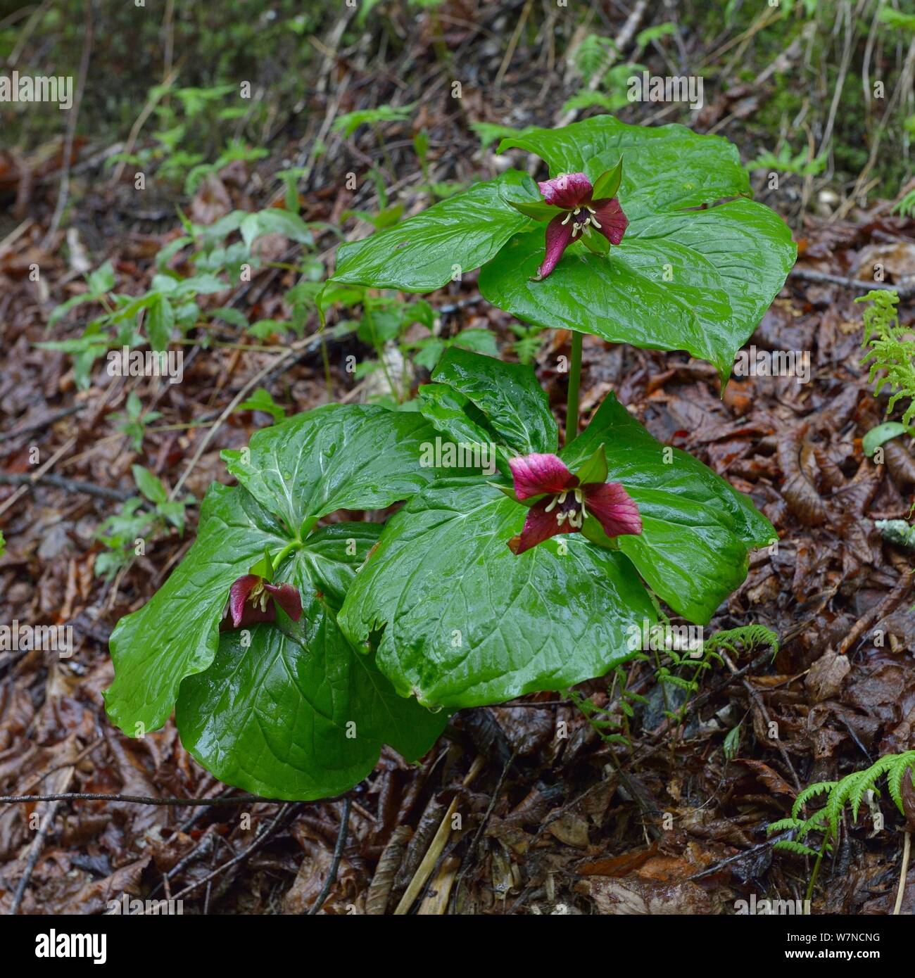 Lila Trillium (Trillium erectum) Jacques Cartier Park, Quebec, Kanada, kann Stockfoto