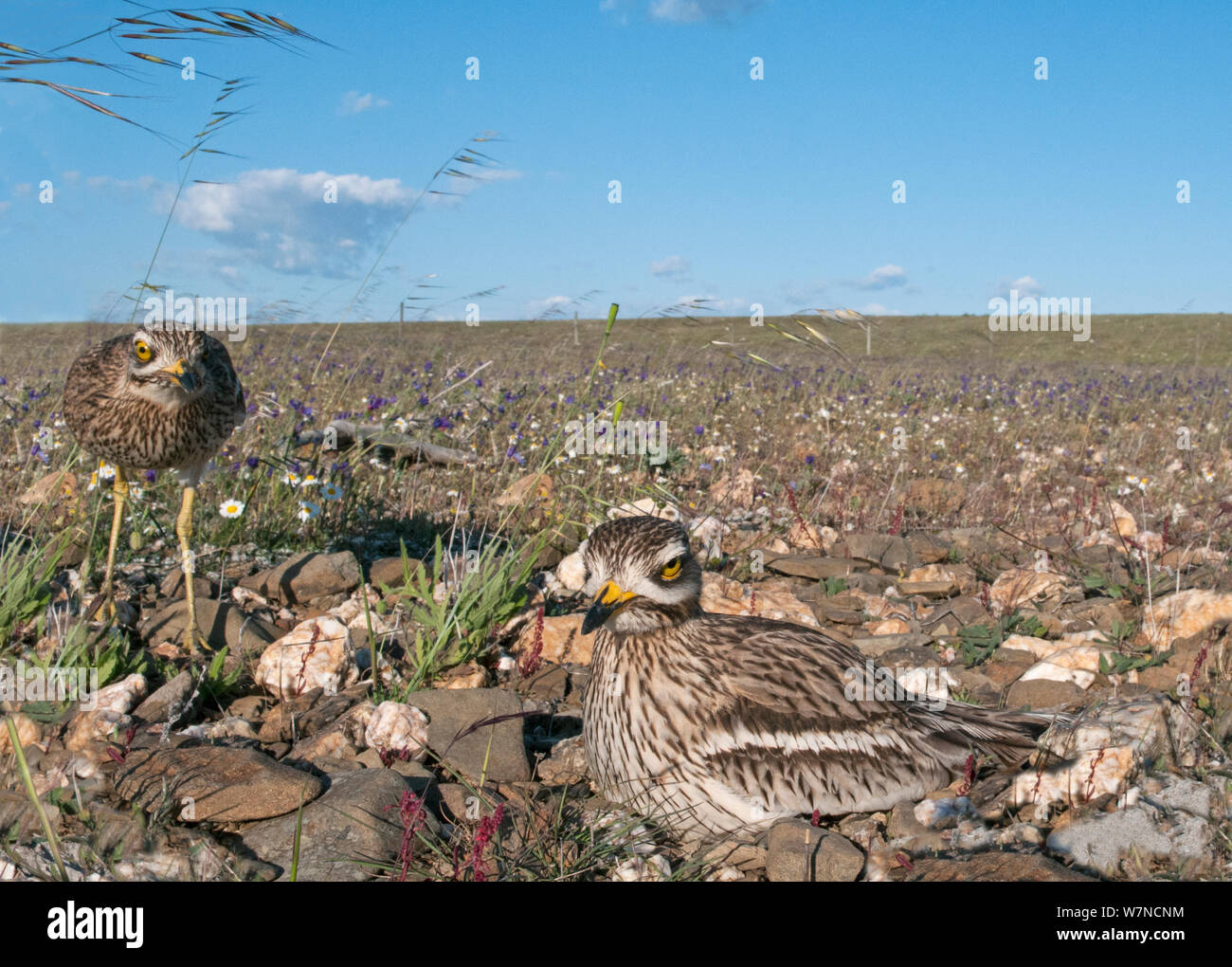 (Burhinus oedicnemus Stone curlew) Paar über inkubation Pflichten am Nest, Guerreiro, Castro Verde, Alentejo, Portugal, April Stockfoto
