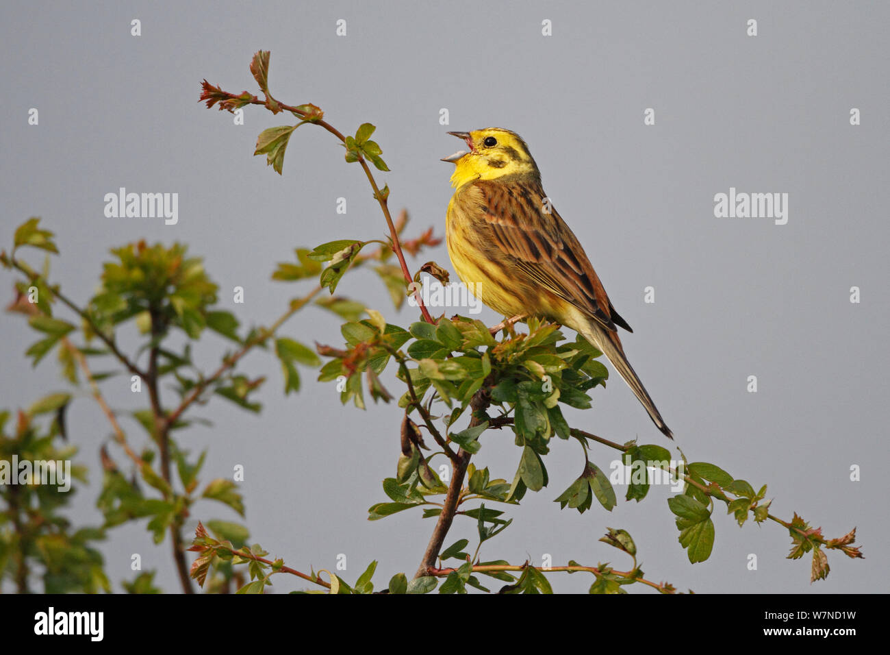Die Goldammer wären (Emberiza citrinella) männlichen Gesang an der Oberseite der Hecke in Zucht Territorium, Cheshire UK kann auf landwirtschaftlich genutzten Flächen. Stockfoto