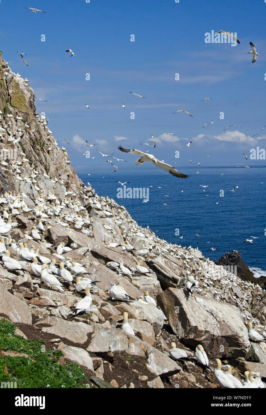 Basstölpel (Morus bassanus) Fliegen über ihre Kolonie, tolle Saltee Insel, Wexford, Irland, Juni Stockfoto
