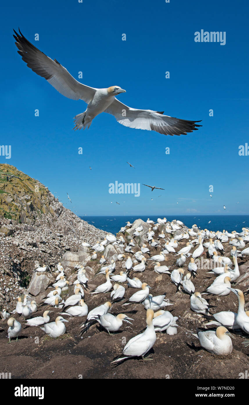 Basstölpel (Morus bassanus) über ihre Kolonie fliegen, großen saltee Insel, Wexford, Irland, Juni Stockfoto