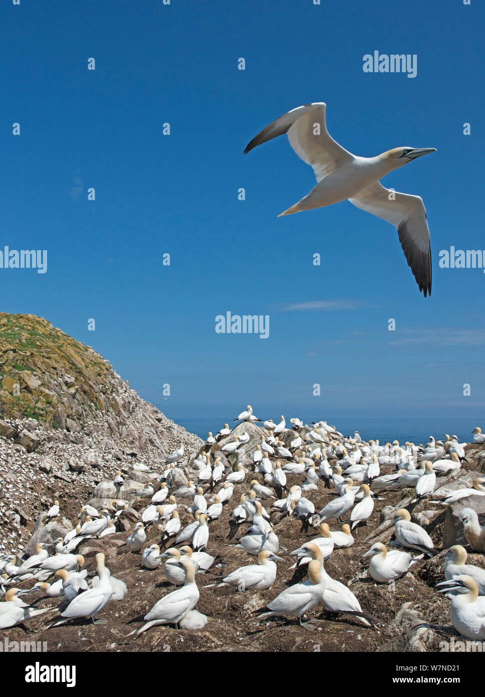 Northern Gannet (Morus bassanus) über Kolonie fliegen, großen saltee Insel, Wexford, Irland, Juni Stockfoto
