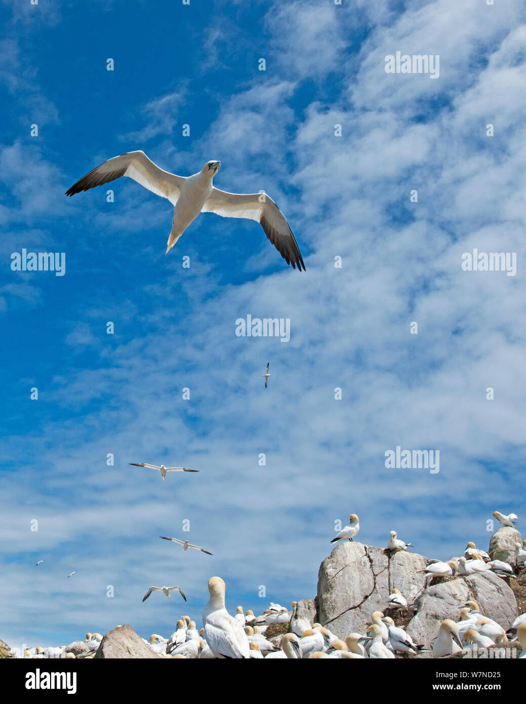Basstölpel (Morus bassanus) über Kolonie fliegen, großen saltee Insel, Wexford, Irland, Juni Stockfoto