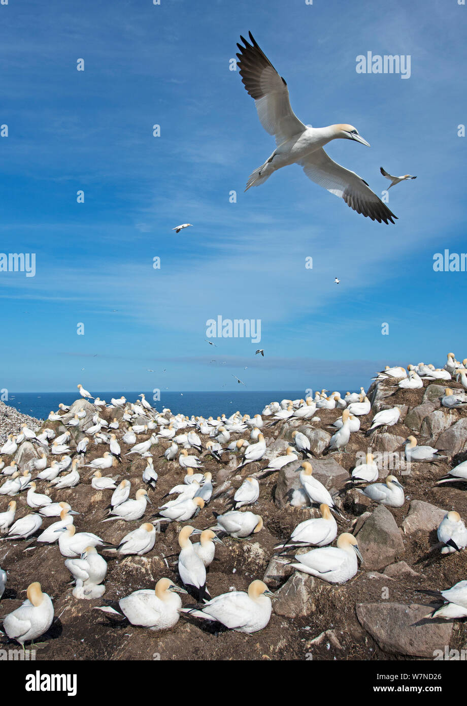Basstölpel (Morus bassanus) über Kolonie fliegen, großen saltee Insel, Wexford, Irland, Juni Stockfoto