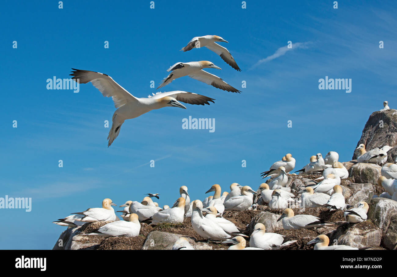 Basstölpel (Morus bassanus) schwebt im Flug, in der Kolonie zu Land, Große Saltee Insel, Wexford, Irland, Juni Stockfoto