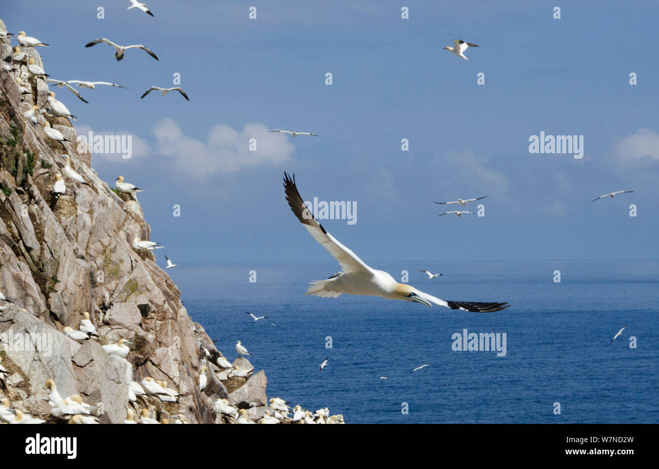 Basstölpel (Morus bassanus) fliegen die Vergangenheit ihrer Kolonie, tolle Saltee Insel, Wexford, Irland, Juni Stockfoto