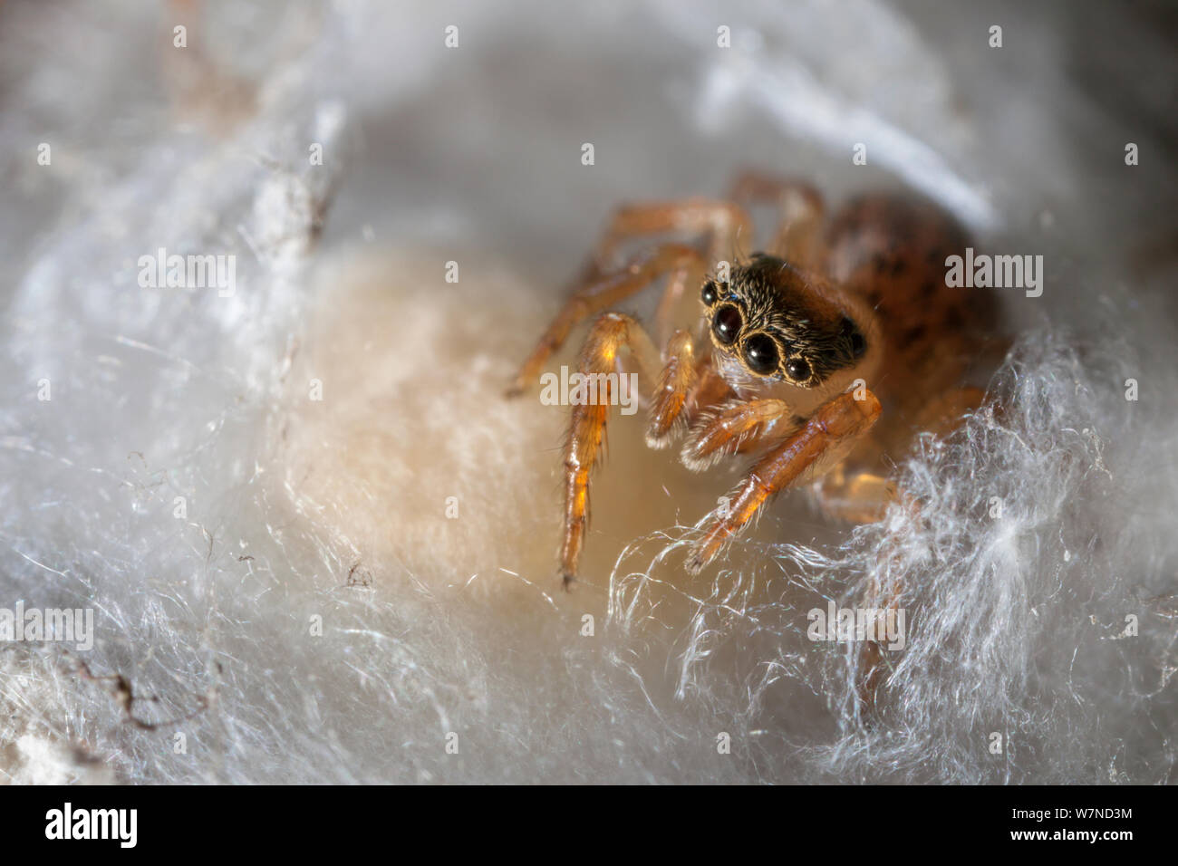 Weibliche jumping Spider (Euophrys frontalis) bewacht Ei sac unter einem Stein im Kalksteinbruch, Nationalpark Peak District, Derbyshire, UK. Juni. Stockfoto