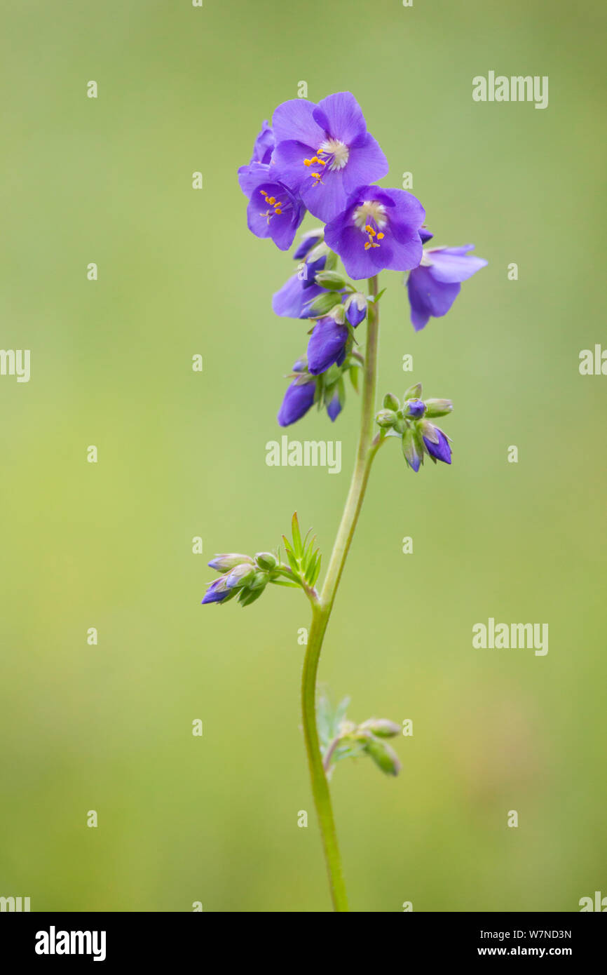 Jacob's Ladder (polemonium Caeruleum) in Blume, lathkill Dale NNR, Peak District National Park, Großbritannien. Juni. Stockfoto