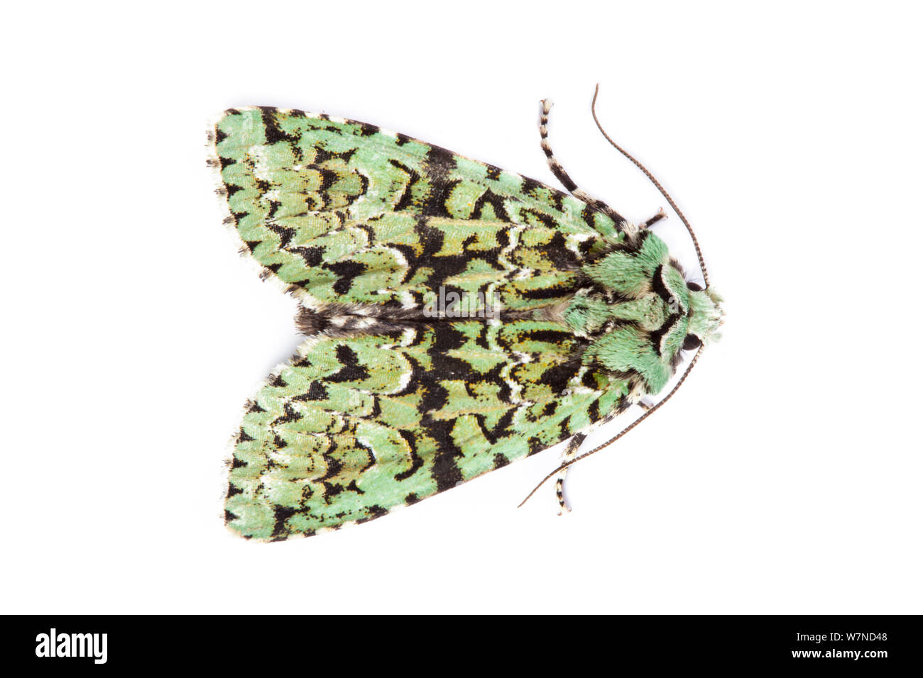 Merveille-du-jour Motte (Dichonia aprilina) auf weißem Hintergrund, Derbyshire, UK. Oktober. Stockfoto