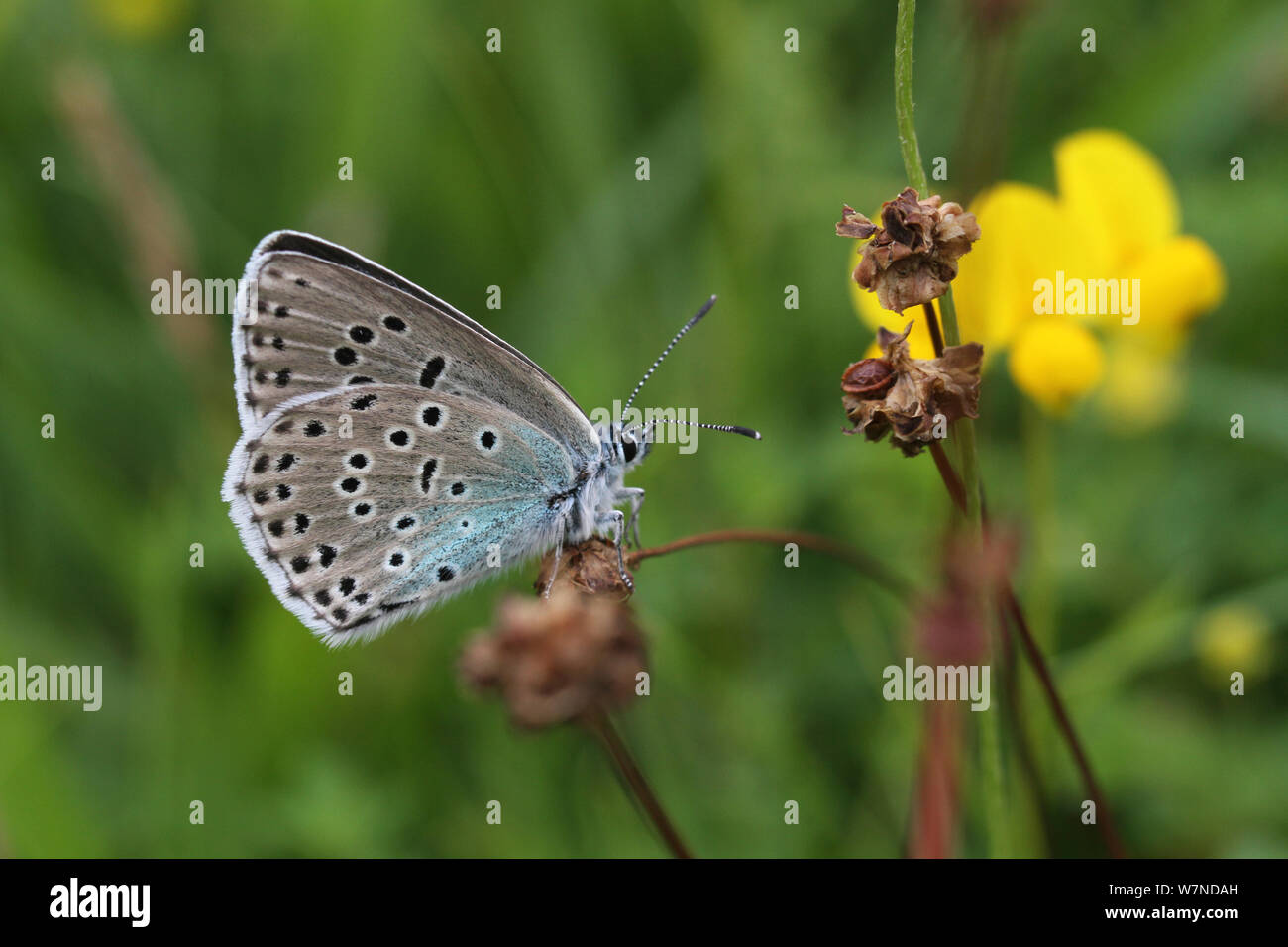 Die großen blauen Schmetterling (Phengaris arion), eine neu eingeführte Arten von skandinavischen Bestand, Grün unten Somerset Wildlife Trust finden, England, Großbritannien, Juli 2012 Stockfoto