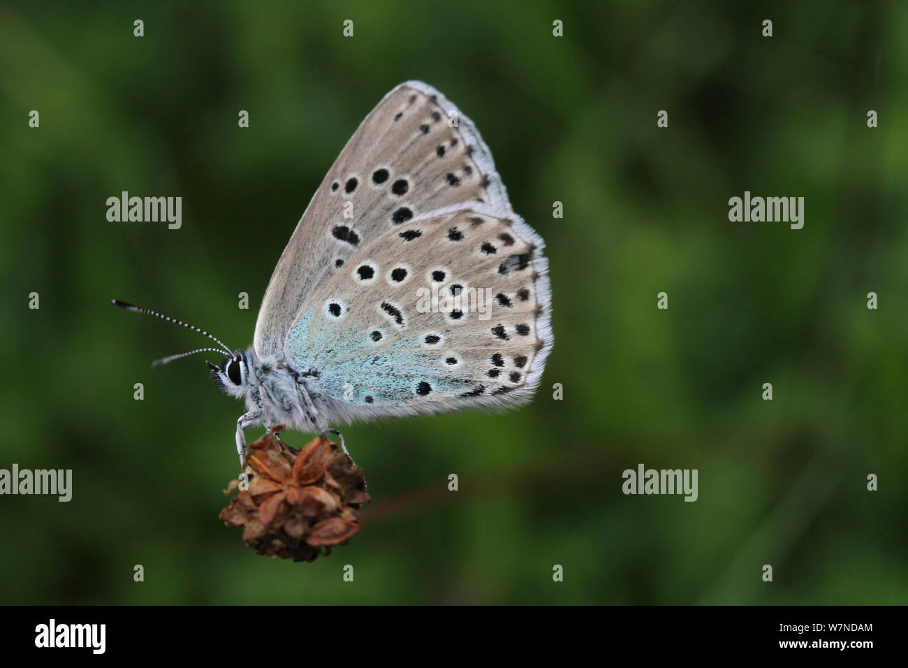 Die großen blauen Schmetterling (Phengaris arion), eine neu eingeführte Arten von skandinavischen Bestand, Grün unten Somerset Wildlife Trust finden, England, Großbritannien, Juli 2012 Stockfoto