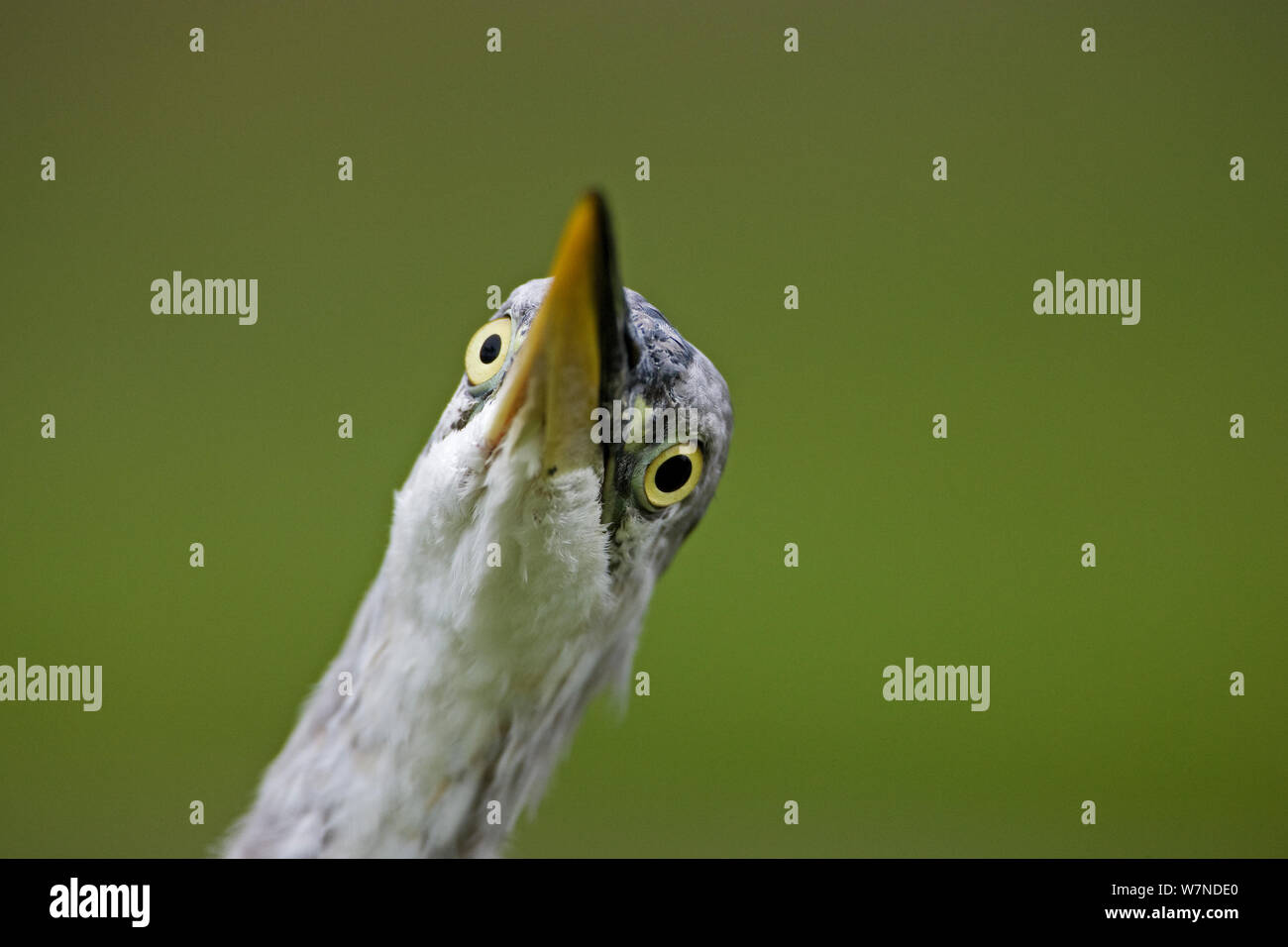 Graureiher (Ardea cinerea) abstrakte Sicht der neugierigen Vogel, Regents Park, London, UK August Stockfoto