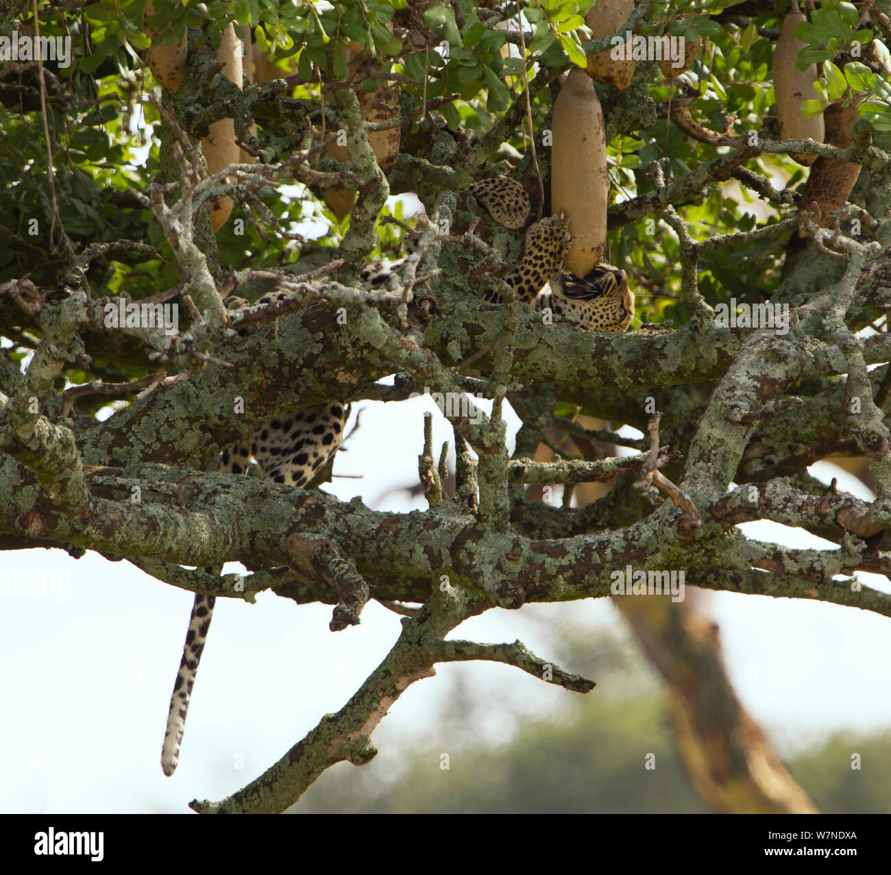 Leopard (Panthera pardus) spielen mit der Frucht einer Wurst Baum (Kigalia africana) Serengeti National Park, Tansania Stockfoto