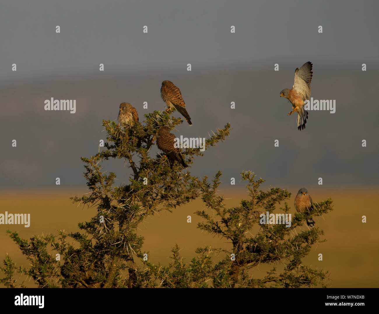 Weniger Turmfalke (Falco Naumanni) Landung in einem Baum voller Turmfalken aufwärmen in der Morgensonne, Serengeti National Park, Tansania, Februar Stockfoto