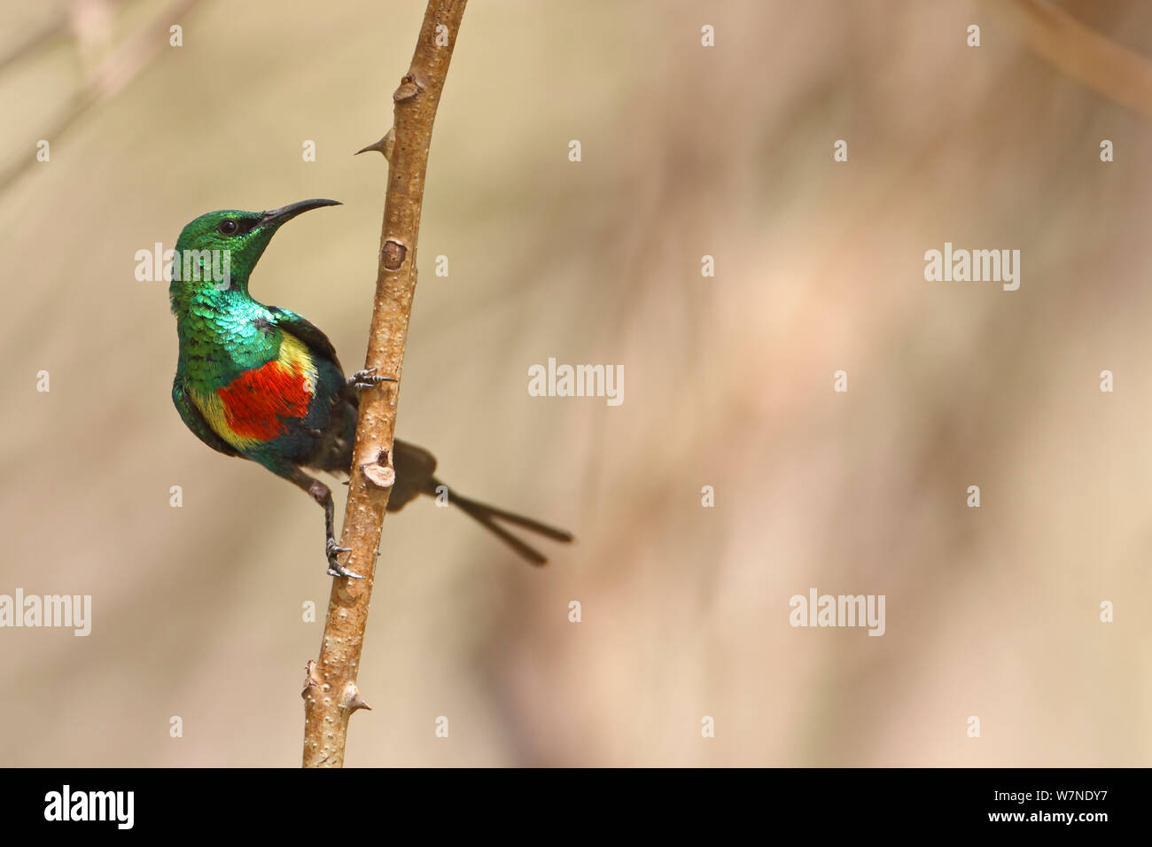 Schönen sunbird (Cinnyris Pulchellus) Western Division, Gambia Februar Stockfoto