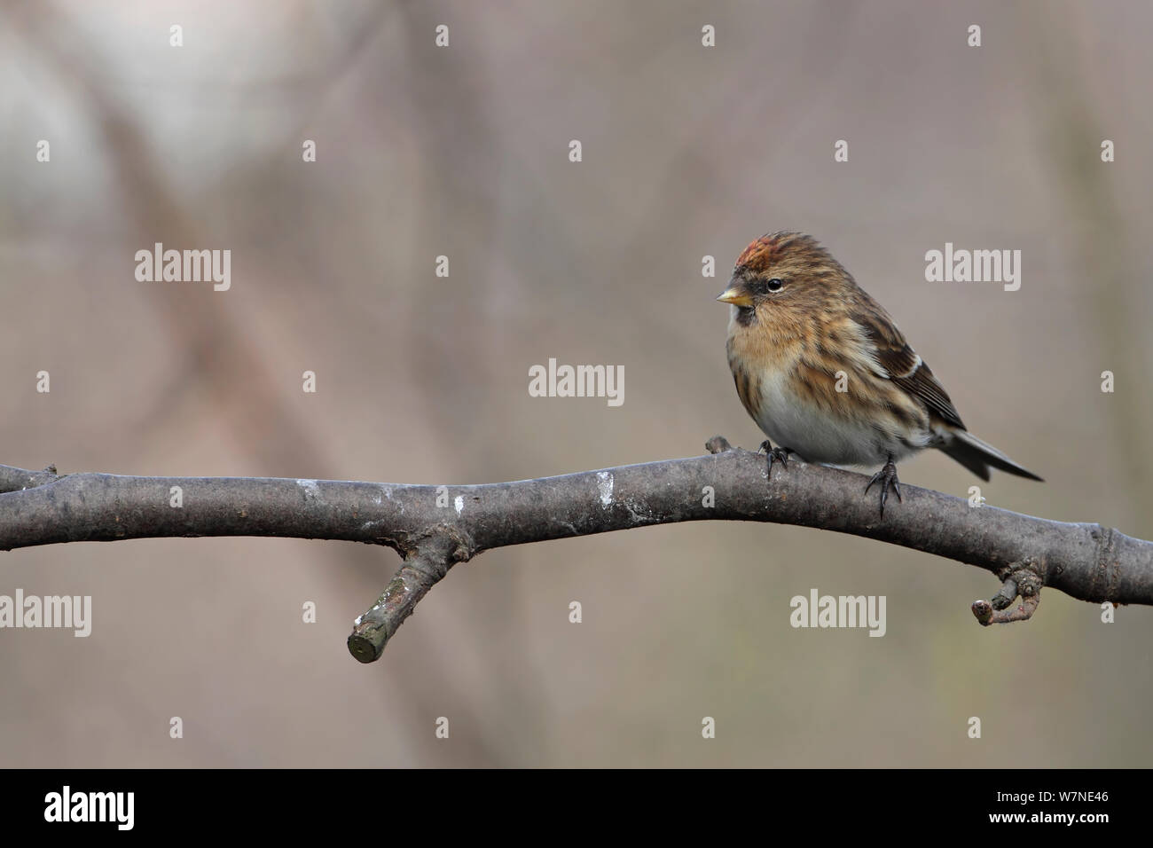 Weniger Redpoll (Carduelis Cabaret) Norfolk UK Februar Stockfoto