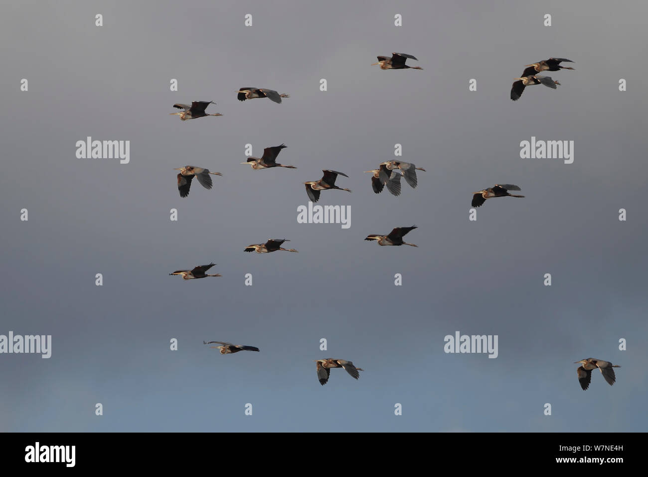 Purpurreiher (Ardea purpurea) Herde im Flug, Zypern, März Stockfoto