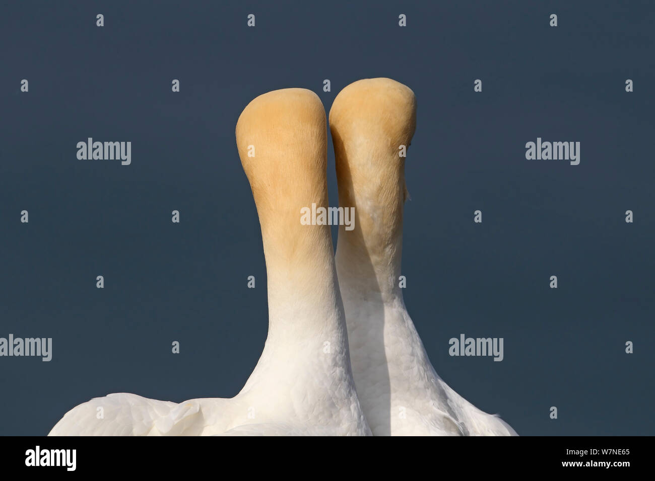 Northern Gannet (Morus bassanus) Rückansicht des Paar umwerben Tölpel, Northumberland, Großbritannien, Juli Stockfoto